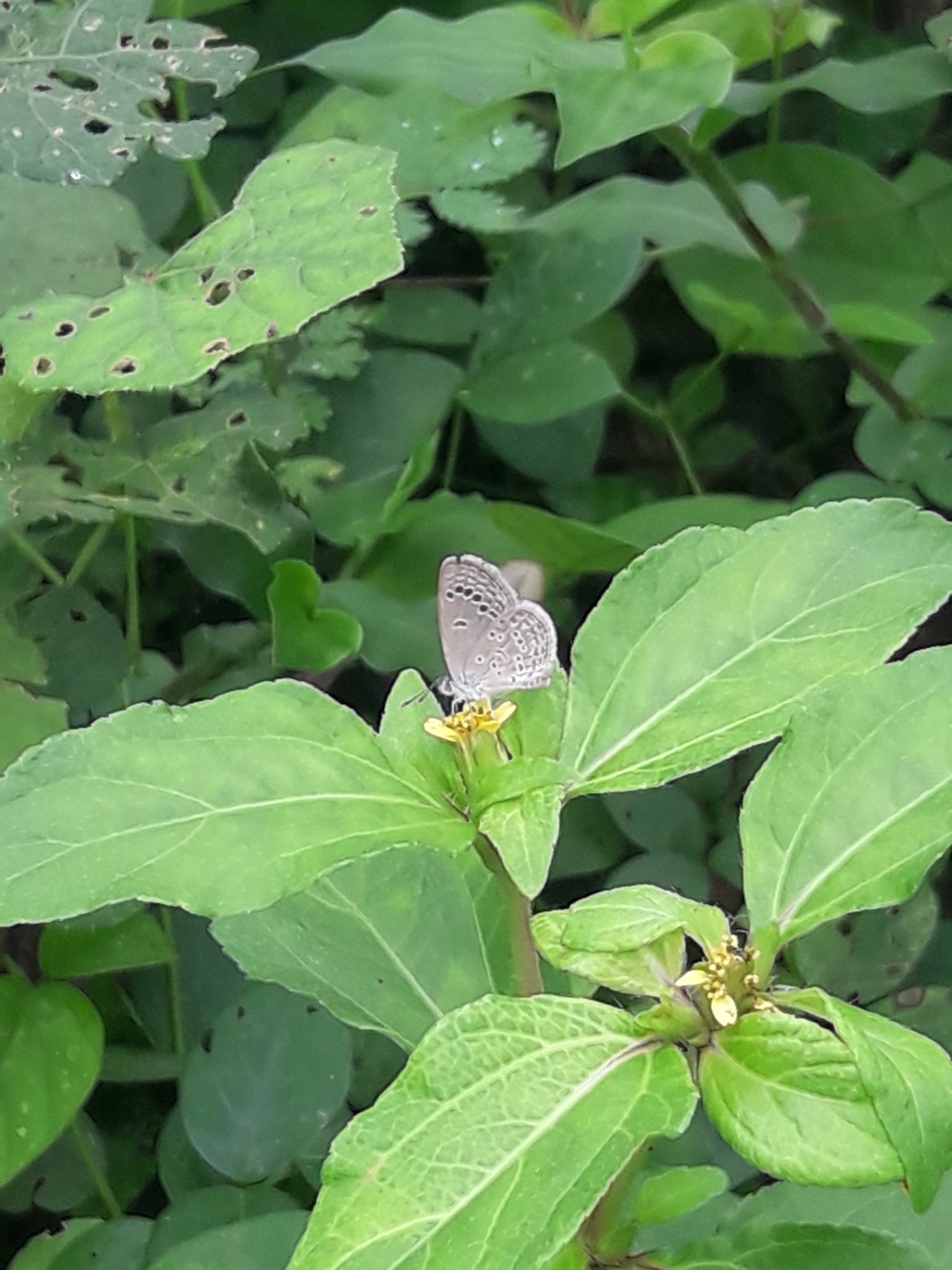 Lesser Grass Blue