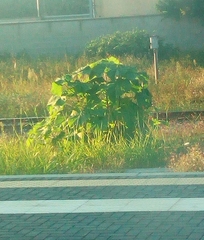 Abutilon theophrasti