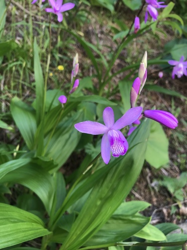 Bletilla striata