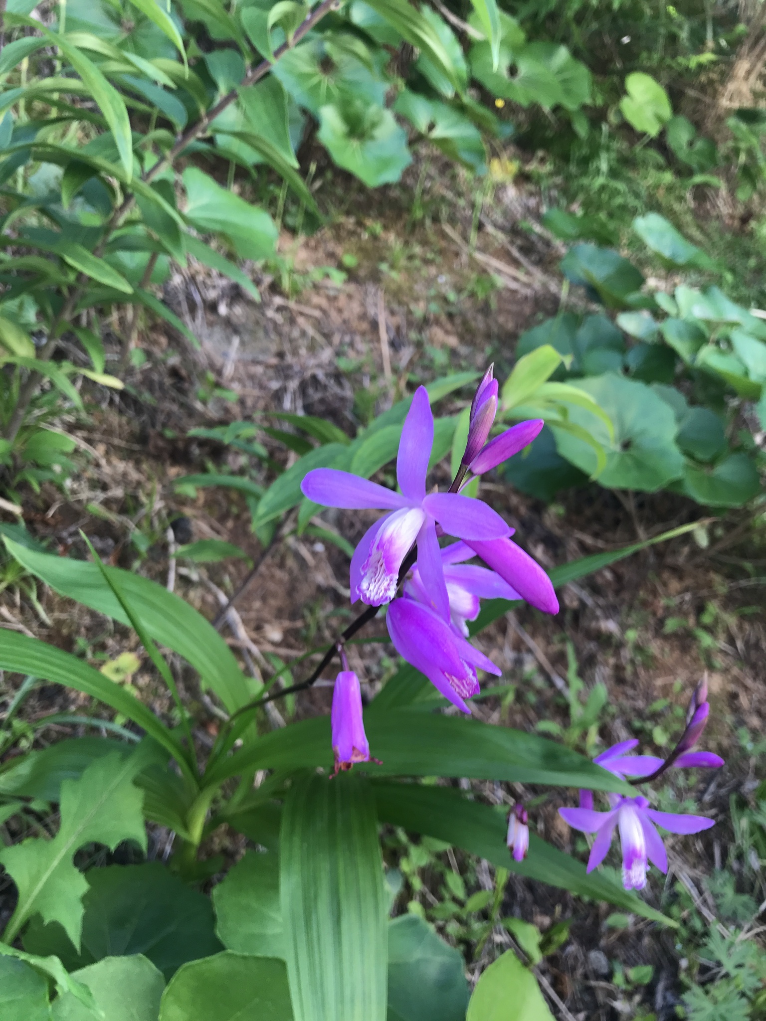 Chinese Ground Orchid (Bletilla striata)