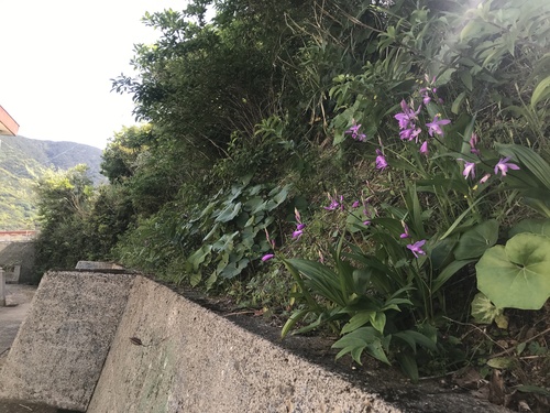 Bletilla striata