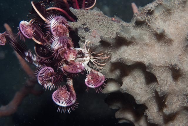 Stephanometra tenuipinna