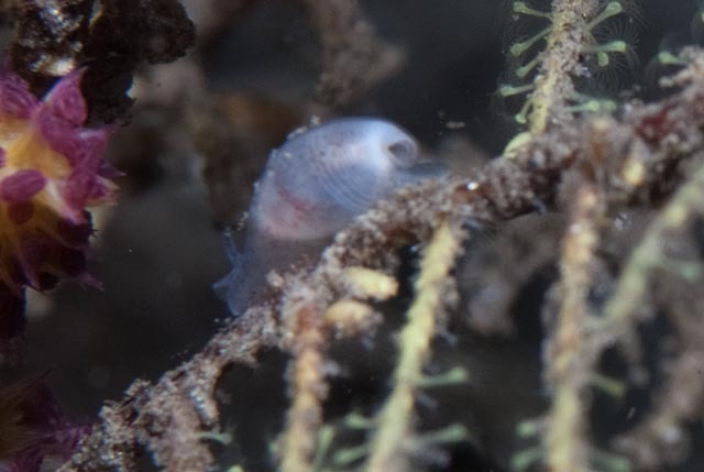 Atys semistriatus