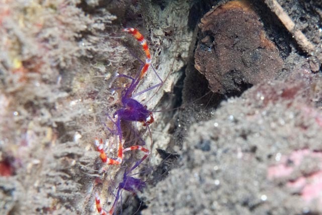 Blue Boxer Shrimp
