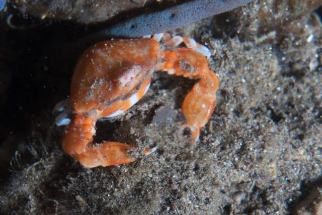 Bulbous Purse Crab