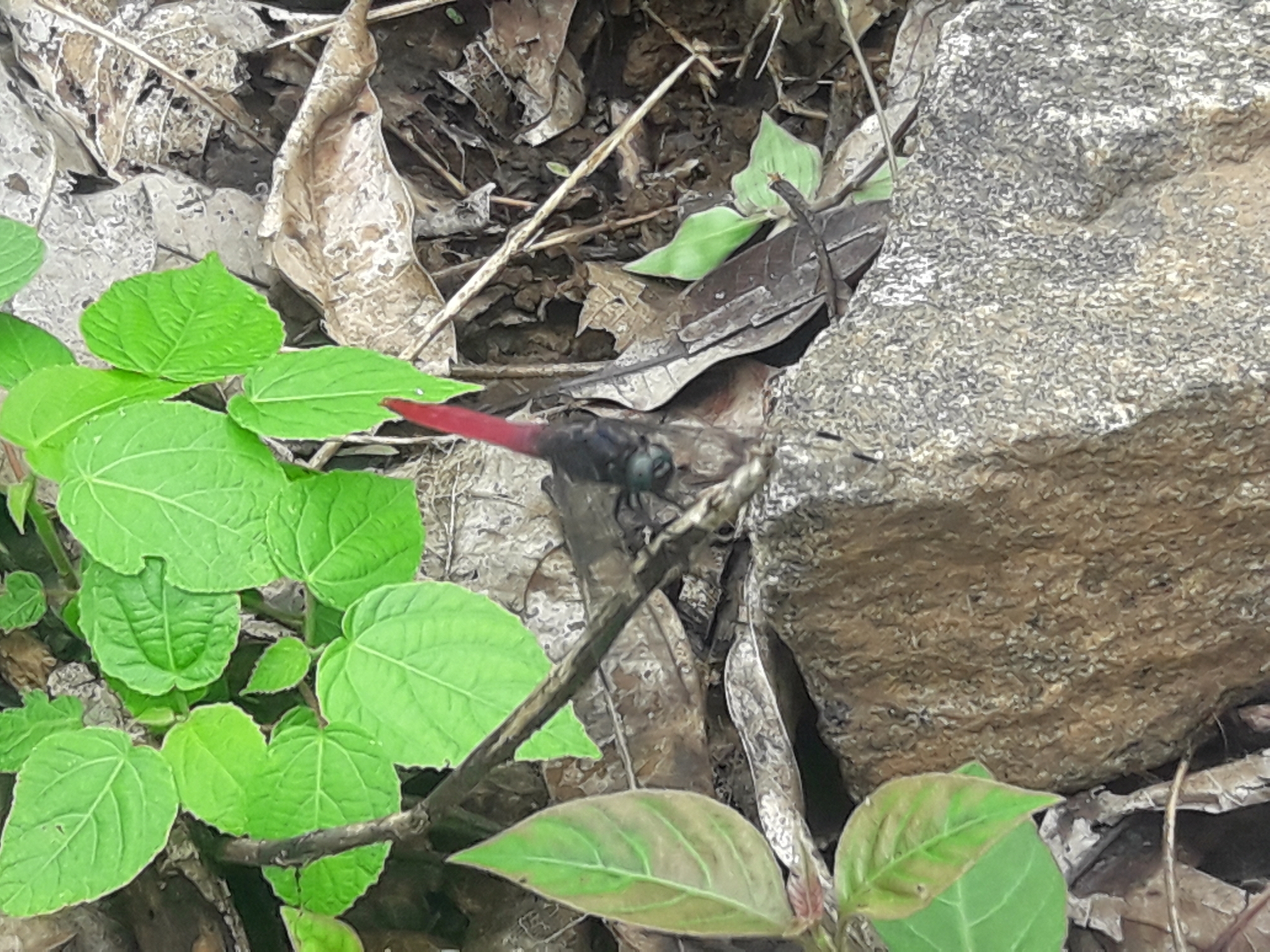Crimson-Tailed Marsh Hawk
