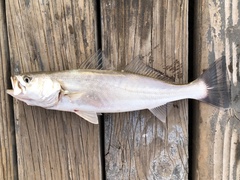 Shortfin Corvina photo 1