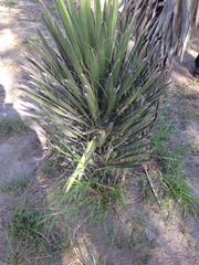 Yucca filifera
