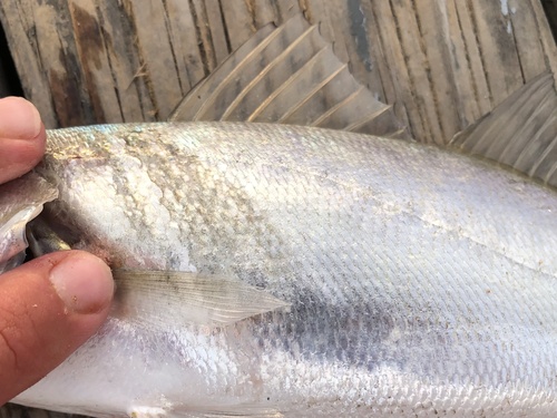 Corvina (Cynoscion parvipinnis) — Sciaenidae — 3