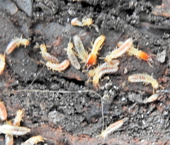 Stolotermes africanus