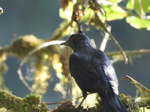 Mountain Sooty Boubou (Laniarius poensis)