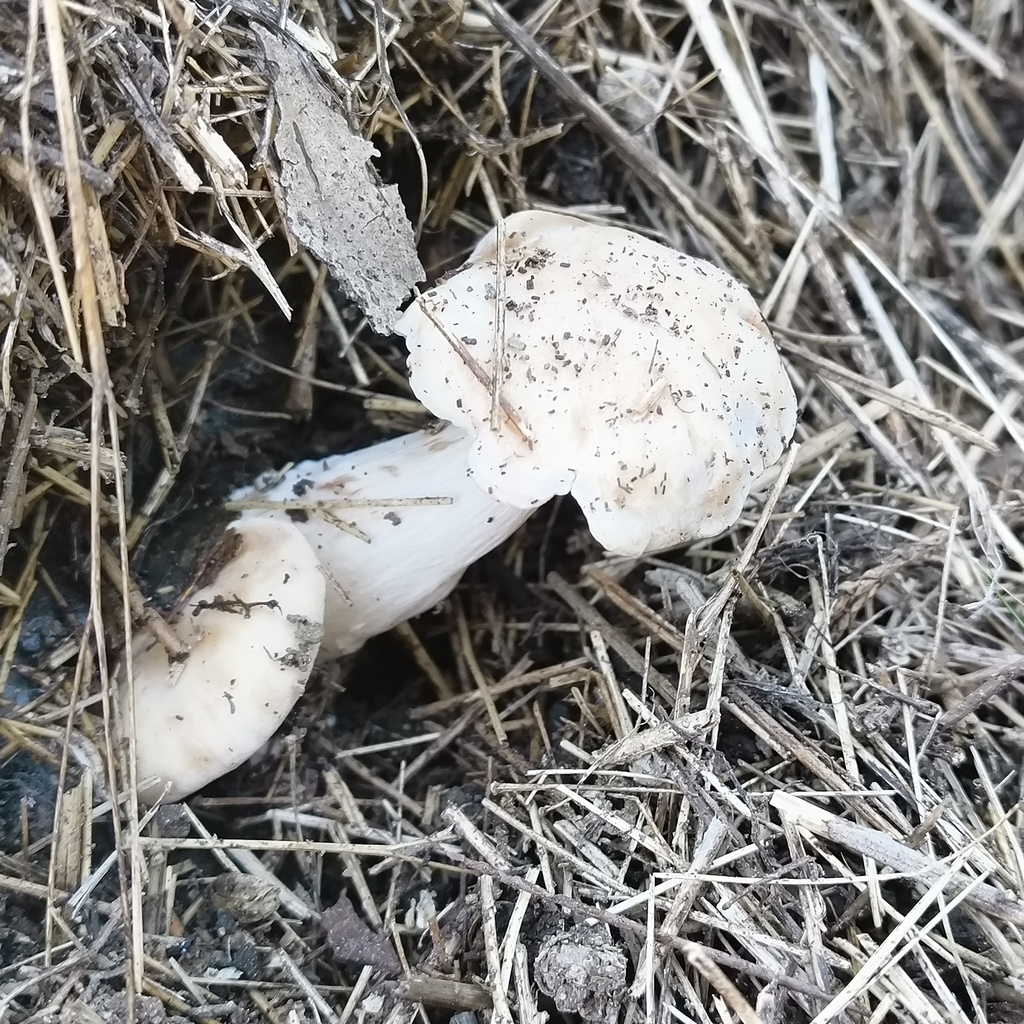 Clitocybe nebularis · May 2025 · photo: © zedt (iNaturalist, cc-by)