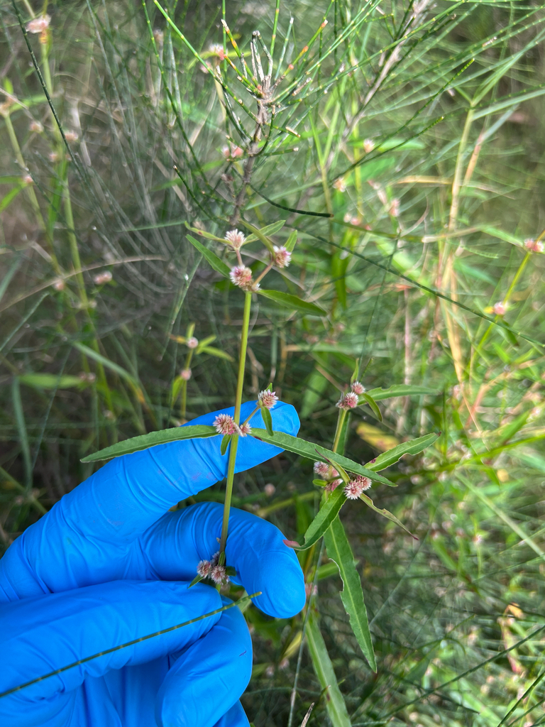 Alternanthera denticulata - Inner West indigenous plant