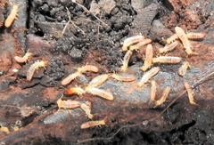 Stolotermes africanus
