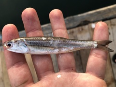 Gulf Anchovy photo 2