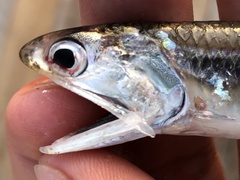 Gulf Anchovy photo 3