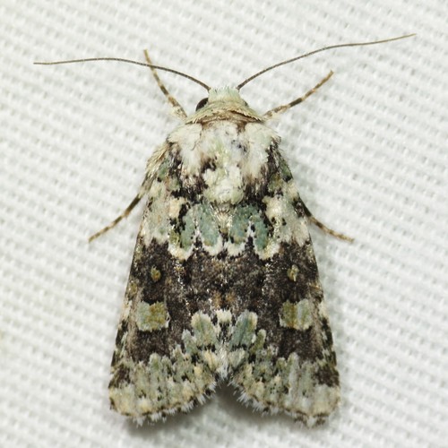 Lacinipolia buscki Barnes & Benjamin, 1927