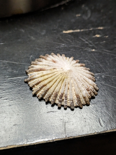 Cellana sandwicensis observed 2025-05-28