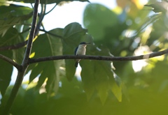 Talaud Kingfisher photo 1