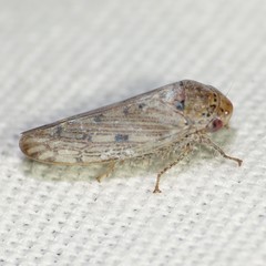 Marganana suilla