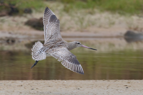 Bar-tailed Godwit