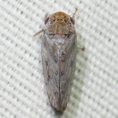 Marganana suilla