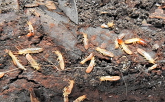 Stolotermes africanus