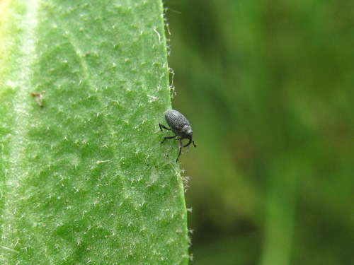 Cabbage seedpod weevil