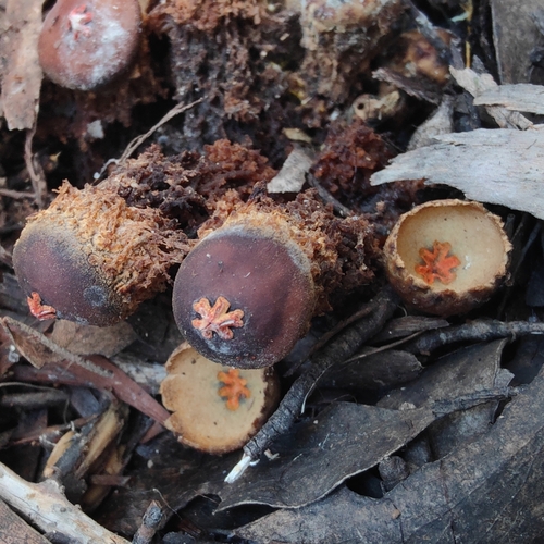 Calostoma fuscum