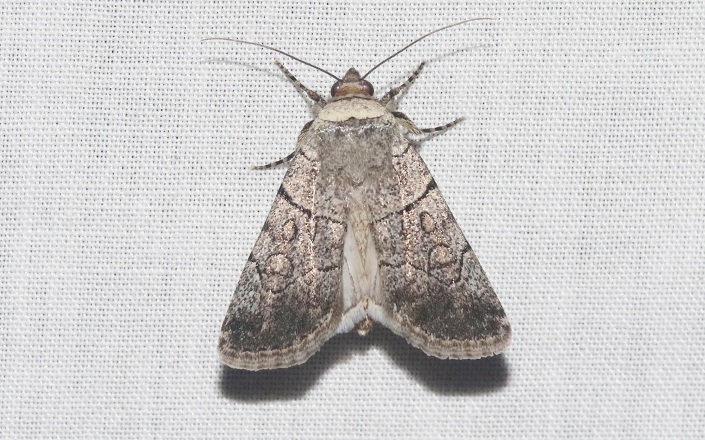 Sympistis bakeri