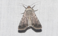Sympistis bakeri