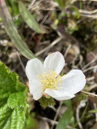 cloudberry