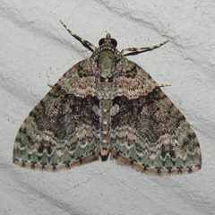 Hammaptera parinotata