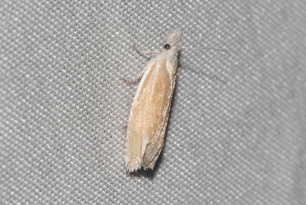 Eucosma salmicolorana