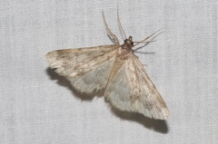 Idia occidentalis