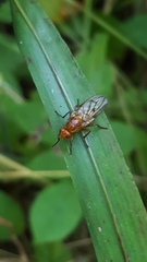 Dryomyzidae
