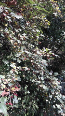 Crataegus monogyna