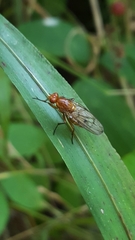 Dryomyzidae