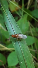 Dryomyzidae
