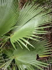 Trachycarpus fortunei