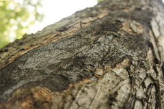 Cryptostroma corticale