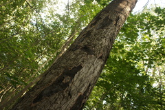 Cryptostroma corticale