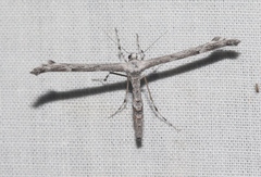 Oidaematophorus grisescens