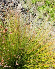 Ficinia fascicularis