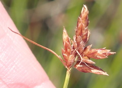 Ficinia fascicularis