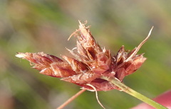 Ficinia fascicularis