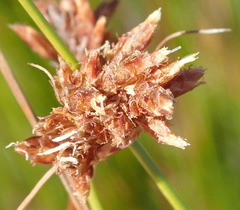 Ficinia fascicularis