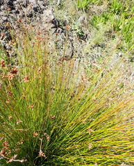 Ficinia fascicularis