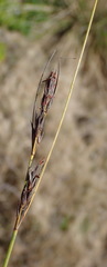 Schoenus cuspidatus