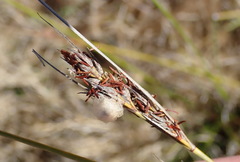 Schoenus cuspidatus